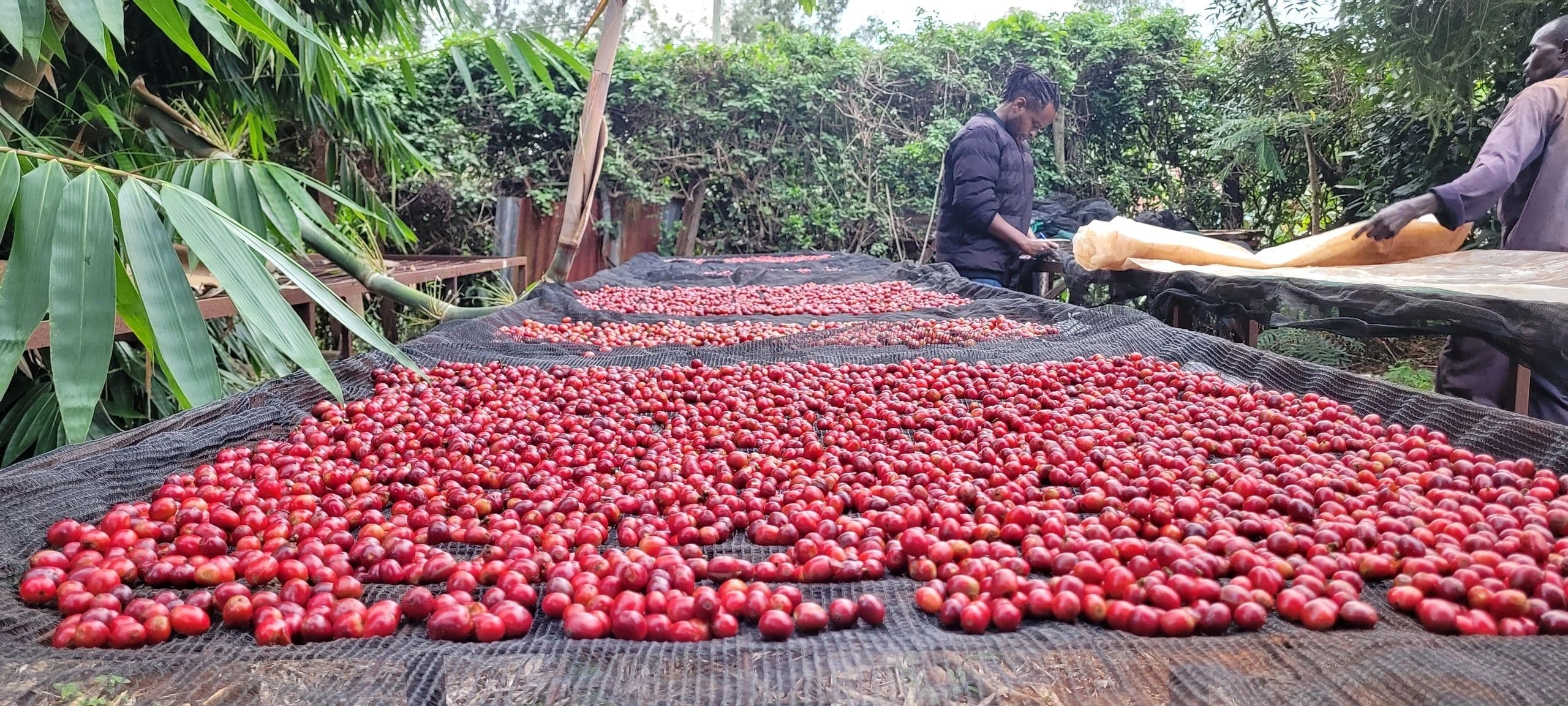 Freshly harvested coffee cherries drying on raised beds in Kenya